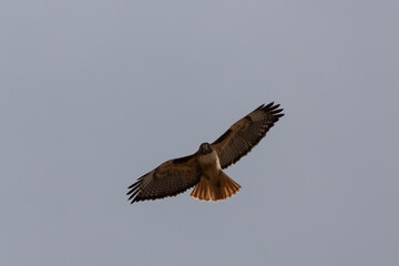 A Red Tailed Hawk soars in a cloudy sky looking strait down at the camera. 