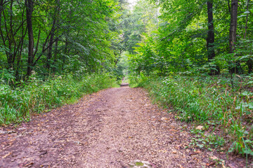 Path in the green beautiful quiet forest. Green leaves no people wonderful to enjoy nature