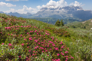 Blooming rhododendron with summer blurred Sella Massif background, Settsass, Dolomites, Italy. Scientific name is Rhododendron ferrugineum