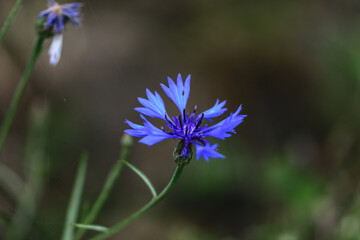 Blue cornflower close-up among the green field of cereals