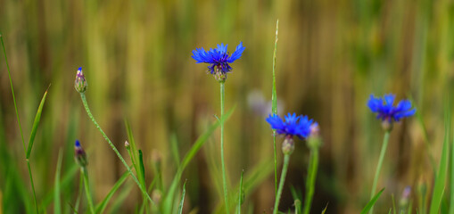 Blue cornflower close-up among the green field of cereals