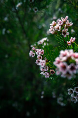 pink and white flowers