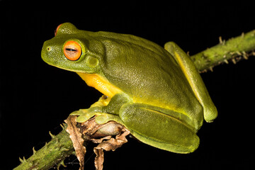 Australian Red-eyed Tree Frog resting on branch