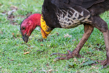 Australian Bush Turkey searching for food