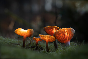 mushroom in the world