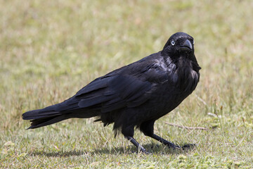 Close up of an Australian Raven