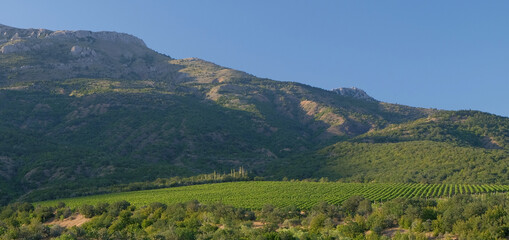 Vineyards amid impregnable cliffs, surrounded by green forest.