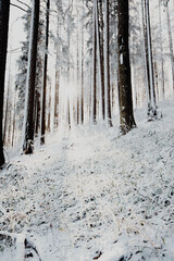 Winterlandschaft mit Schnee im Wald und Sonnenschein in Österreich am Unterberg