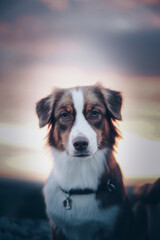Portrait von Hund bei Sonnenuntergang