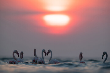 Greater Flamingos and dramatic sunrise at Asker coast of  Bahrain