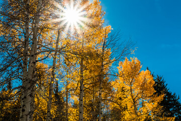 Fall Color and Saddle Mountain, Pagosa Springs, Colorado, USA