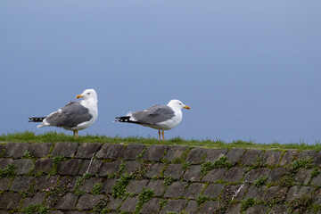 Seagulls.