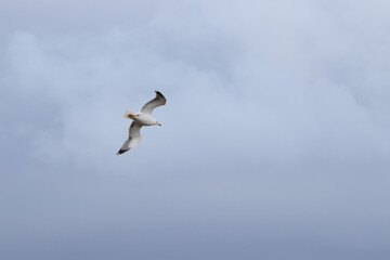 Seagull flying.
