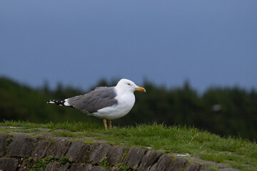 Obraz premium Seagull.