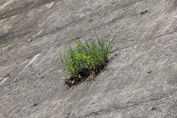 一ヶ所から雑草が生えたコンクリート斜面
