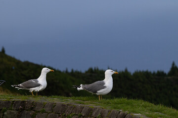 Fototapeta premium Seagulls.