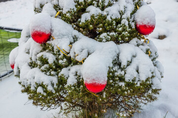 Close-up view of a Christmas tree covered in snow with toys. Christmas holiday concept. Postcard. Beautiful backgrounds.