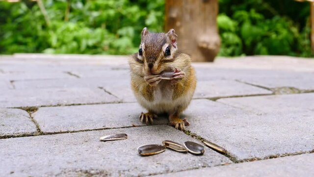 A chipmunk is quickly eating sunflower seeds on the ground, with plump cheeks