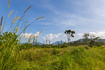 Close up of wild wheat in a meadow. The plants move slightly in the wind. The plants move slightly in the wind. In the background the mountains under a blue sky. Fine green and yellow stalks 