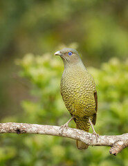 Satin Bower bird