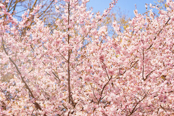 Pink Cherry blossom branch in bloom. Spring concept