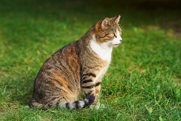 A beautiful domestic tabby cat with bright yellow eyes sits in the green grass