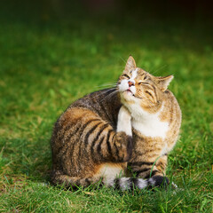 Naklejka na ściany i meble Beautiful domestic tabby cat with bright yellow eyes itches while sitting on the grass