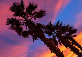 Beautiful sunset on the background of palm trees..