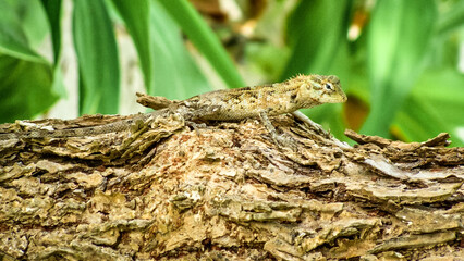 Lizard on a log