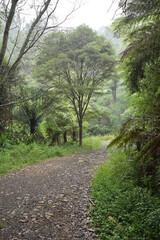 View of tree on side of tourist track