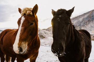 Portrait of two horses, one brown and the other black, standing facing the camera in a snowy landscape