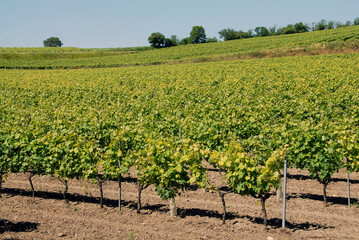 Fototapeta na wymiar Vignoble de Cognac, pieds de vigne et terre entretenus, département de la Charente, France