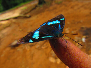 butterfly on a finger