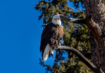 Bald Eagle in Eleven Mile Canyon