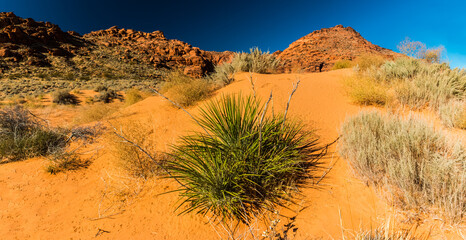 Red Sand Dunes Surrounded by The Red Cliffs, Snow Canyon State Park, Utah, USA