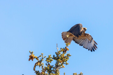 Colorado Red-tailed Hawk
