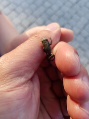 hand holding frog