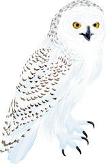 vector arctic snowy owl illustration