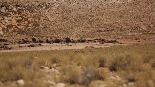 Vicu&ntilde;as en la Puna