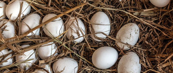organic farm eggs in nest straw background.