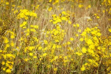 Natural Floral Background, Yellow Wildflowers