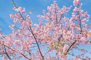 青空をバックに陽光桜
