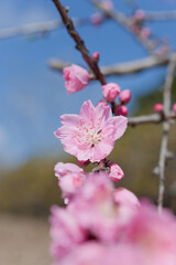 ピンク色の桃の花のアップ	