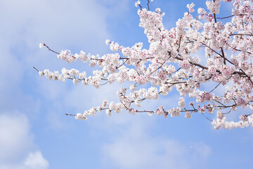 早咲きの満開になった暖流桜	