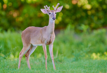 Young mail deer enjoying early summer evening with plenty of fresh green grass  