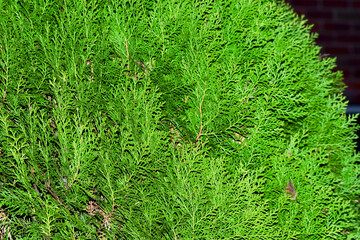 Closeup of oriental thuja branches, Coventry, England 