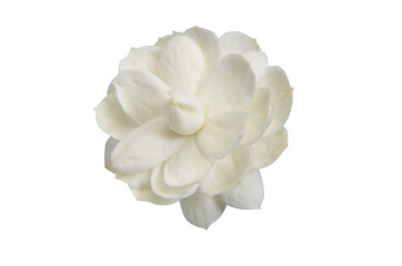 Chatphikul jasmine flower on white background