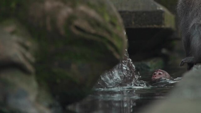 funny playful monkeys jump in water and play in pool of fountain