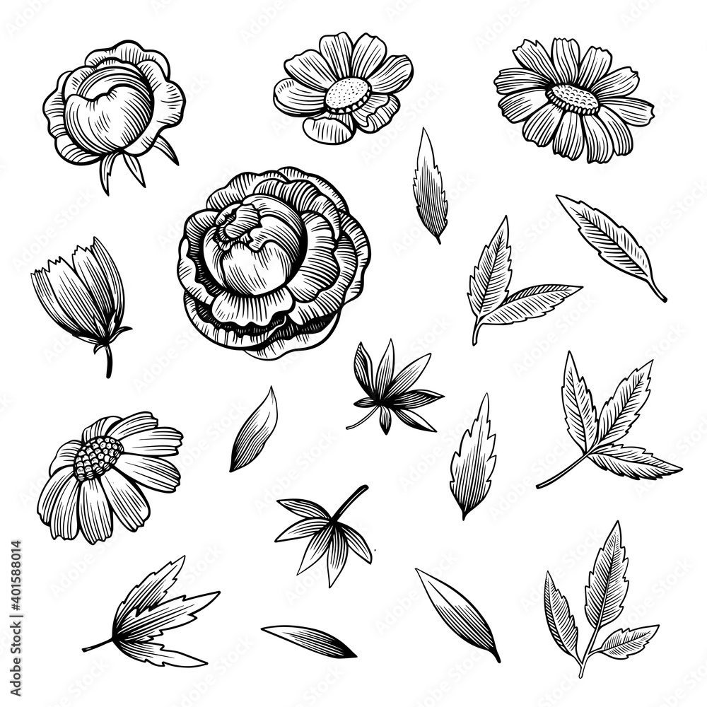 Wall mural set of hand drawn peonies flowers and leaves in black and white ink engraving style.