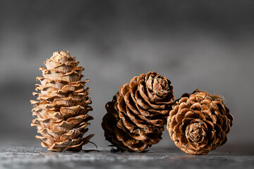 Tree pine cones